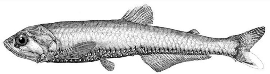 Polymetme corythaeola_01.jpg